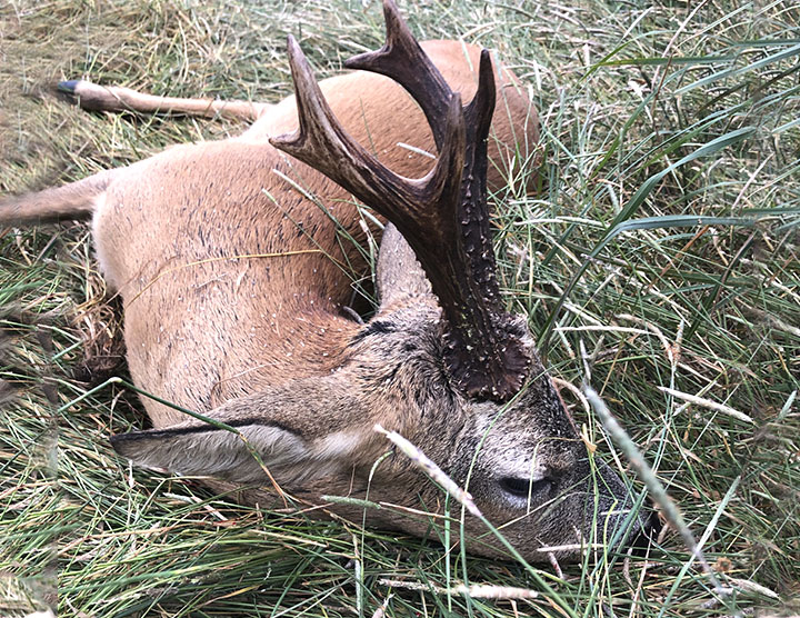 bukkejagt i skotland