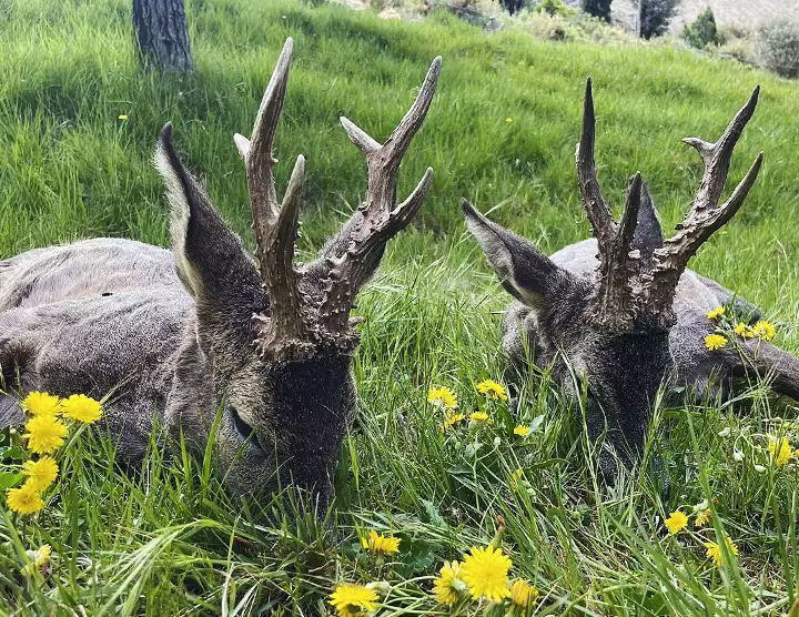 Rehbockjagd in Spanien