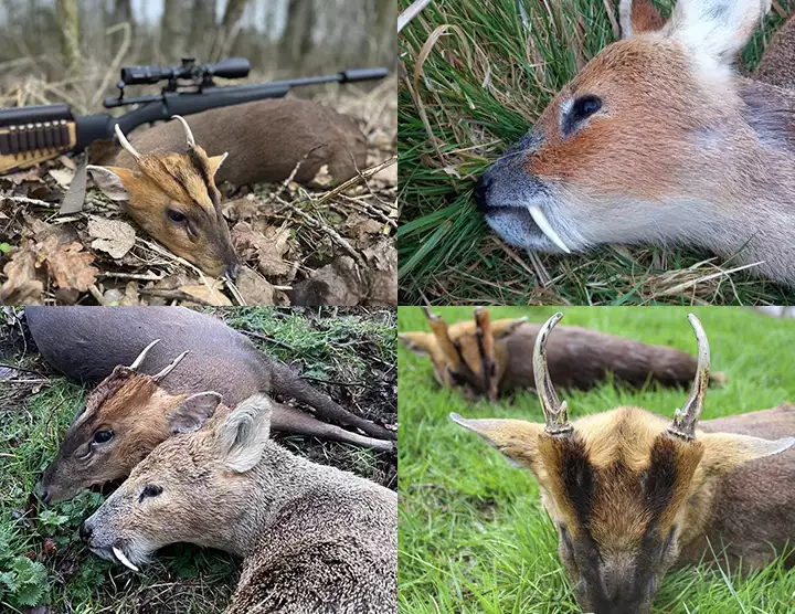 Chinese water deer og muntjac i England, jagt i england, jagt muntjac