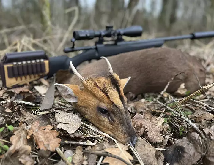 Jagd auf Muntjacs