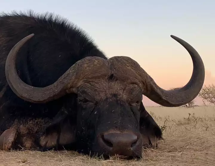 Buffalo