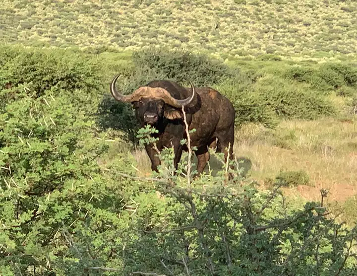 Buffalo