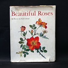 P. Svoboda, Beautiful Roses