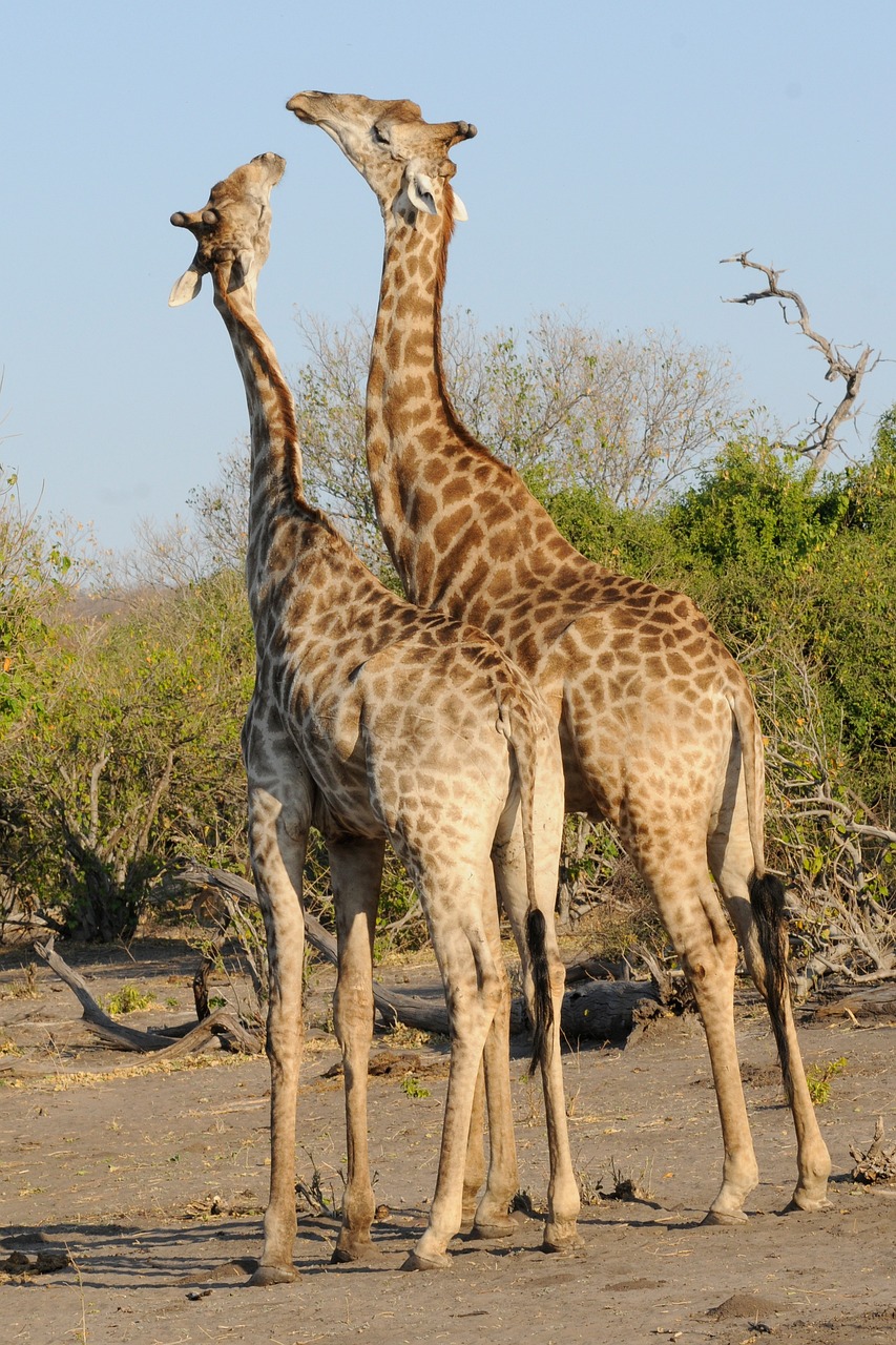 botswana, chobe, giraffes-1653012.jpg