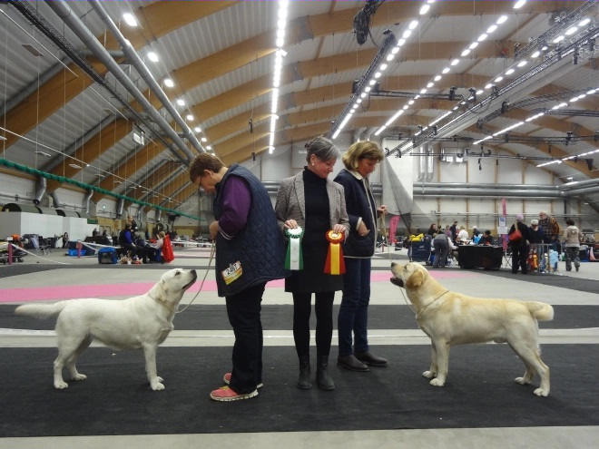 Final i utställningsring för labrador