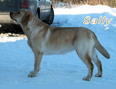 Gul labrador