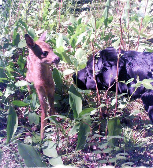 labrador och rådjur