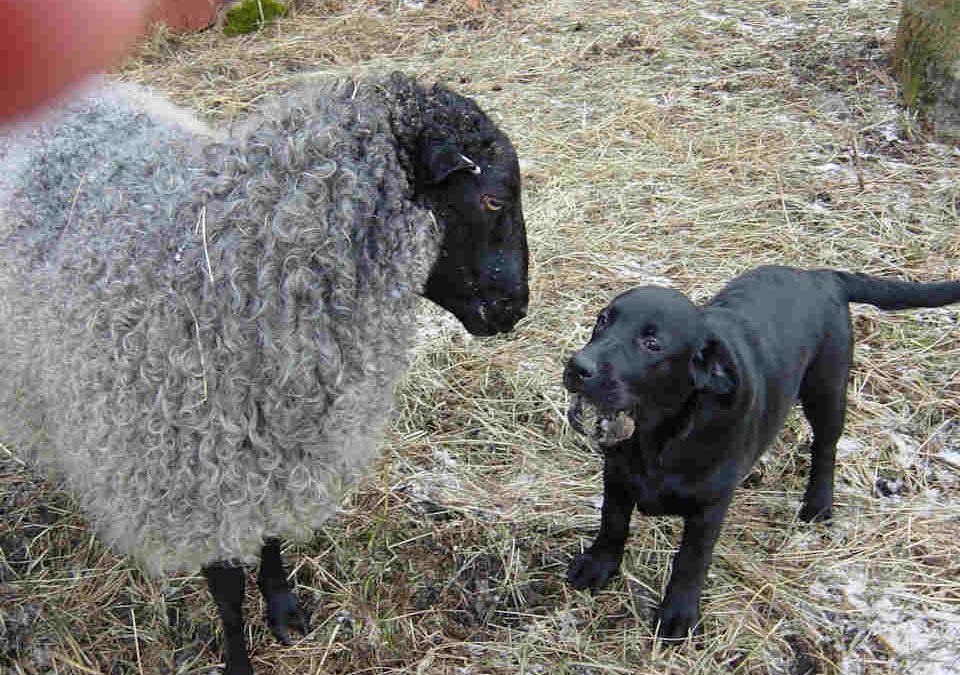 Får och en liten labradorvalp