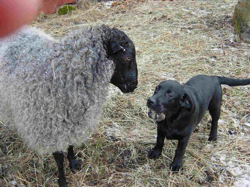 Ett får och en labradorvalp