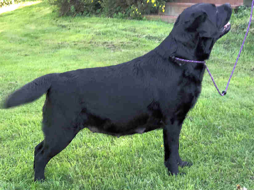 dräktig svart labradortik