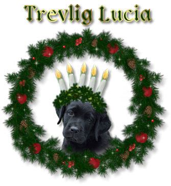 Svart labradorvalp som Lucia