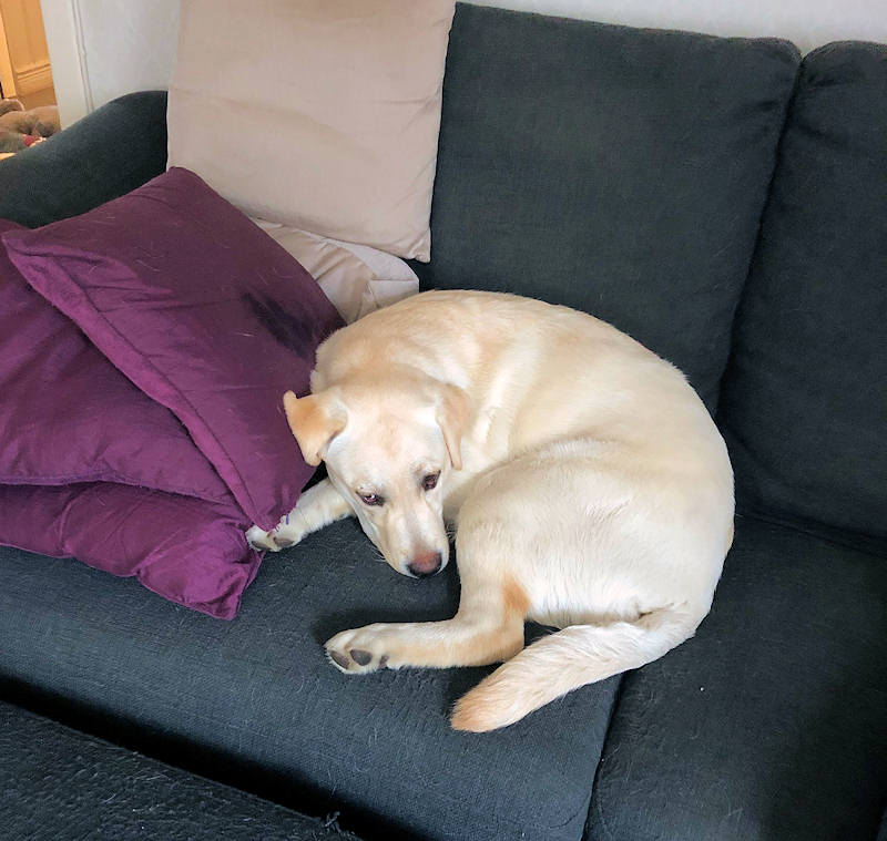 Labrador vilar i soffan