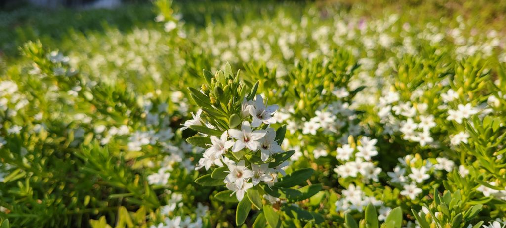 Dronningebusk som blomstre