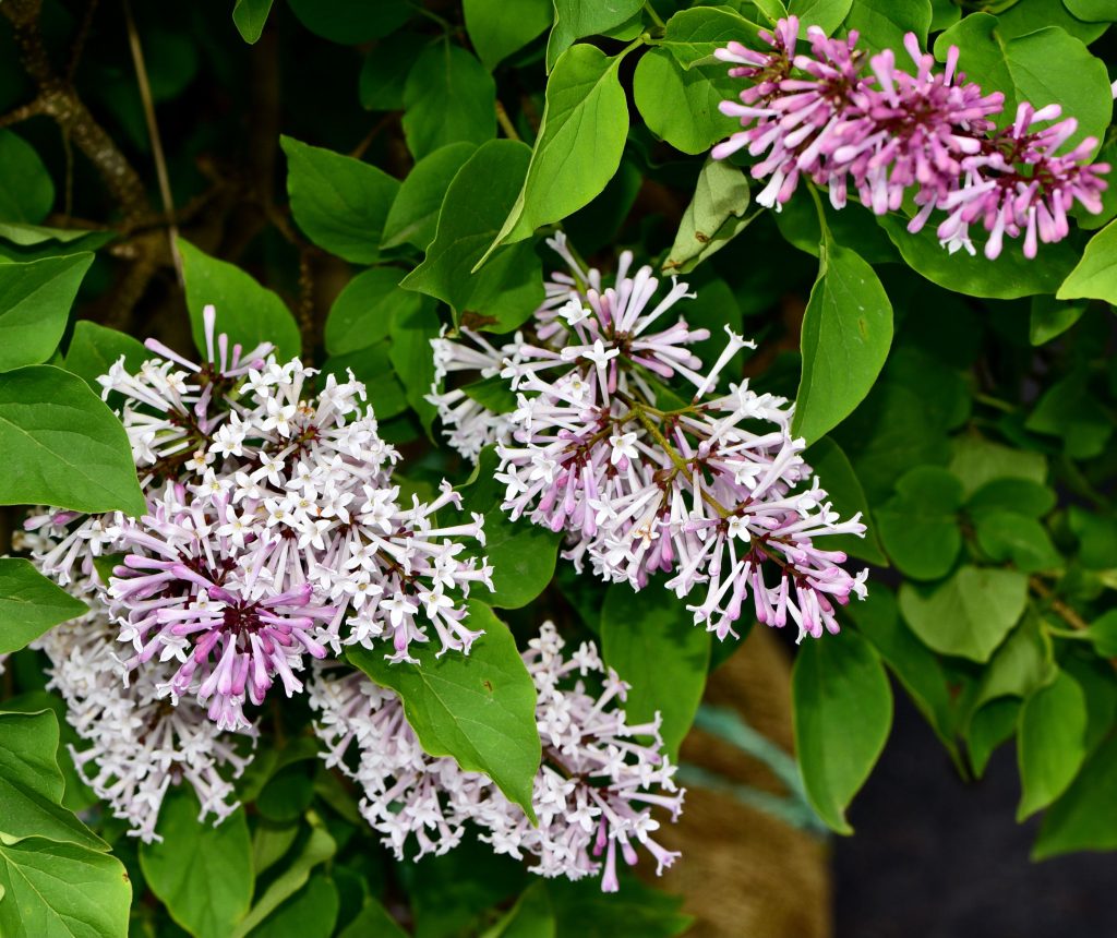 Tæt billede af en syren blomst