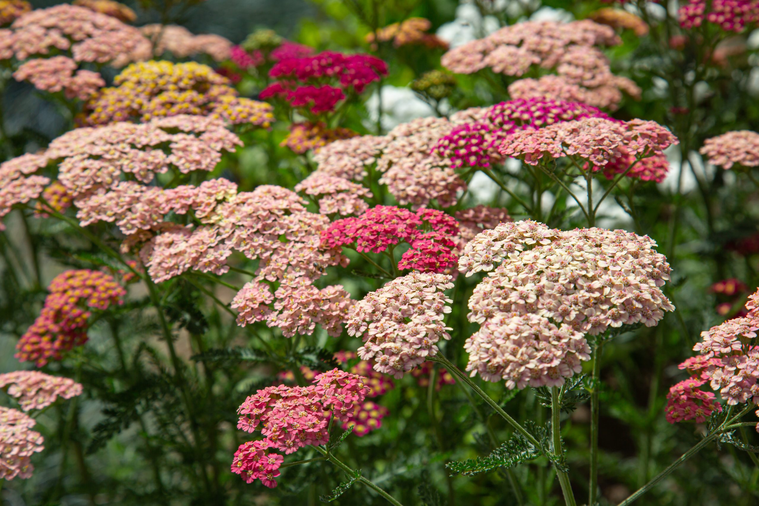 Røllike den historiske staud med blomstring.