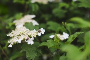 Kejserbusk blomst