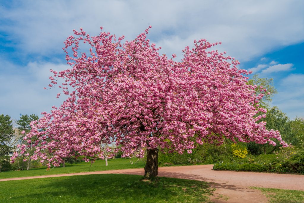 Et blomstrende kirsebærtræ