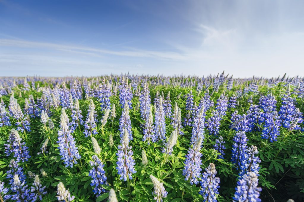 En mark fyldt med lupiner i forskellige farver