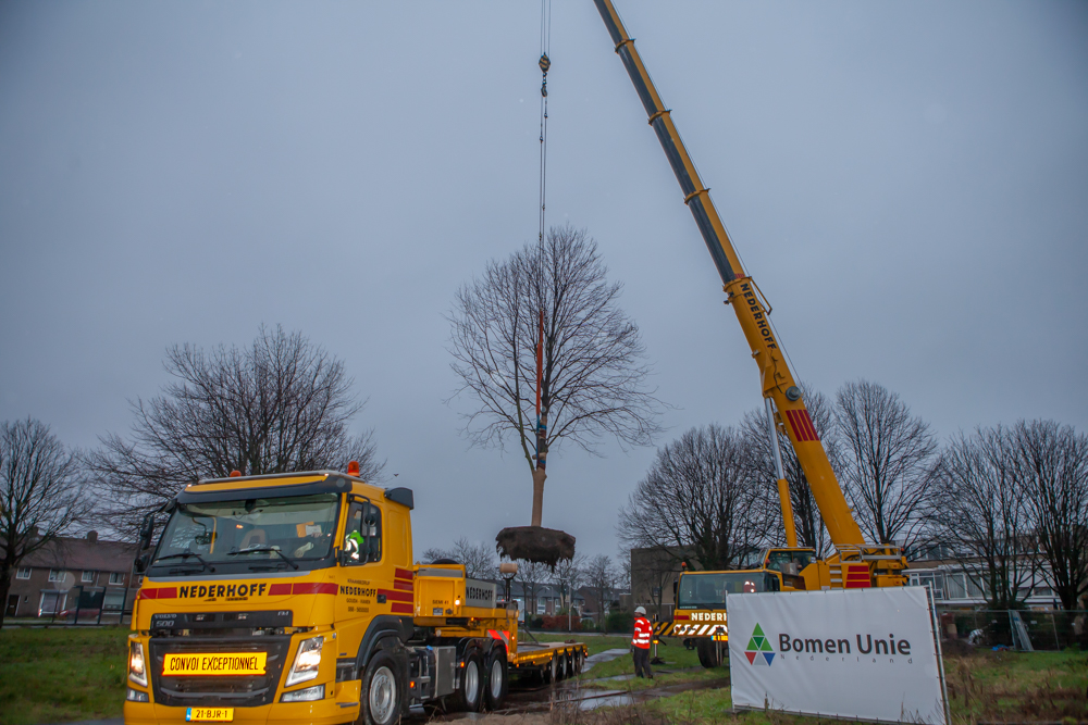 Boomverplanting Triolinden