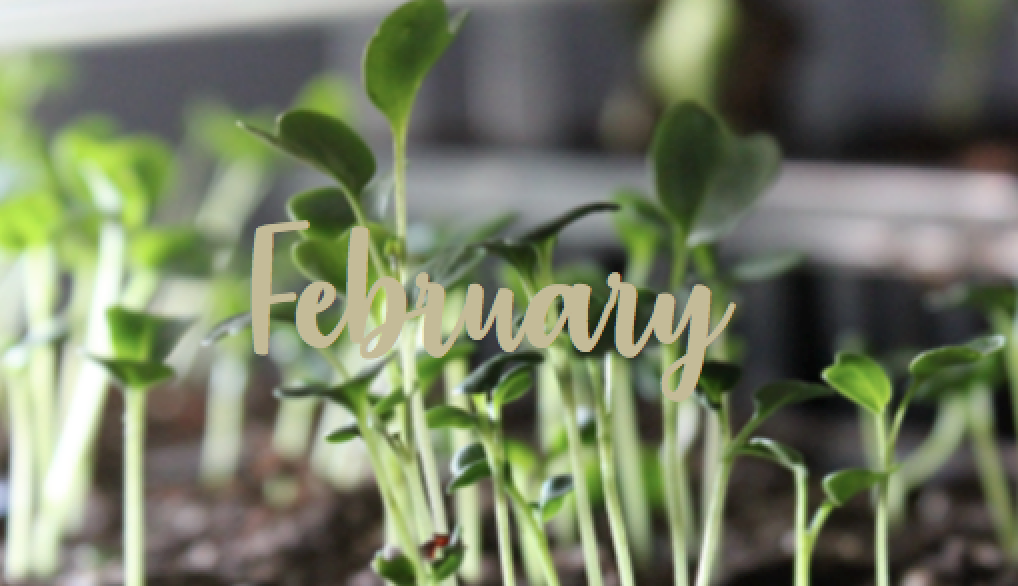 Odlingskalender 2019: Februari