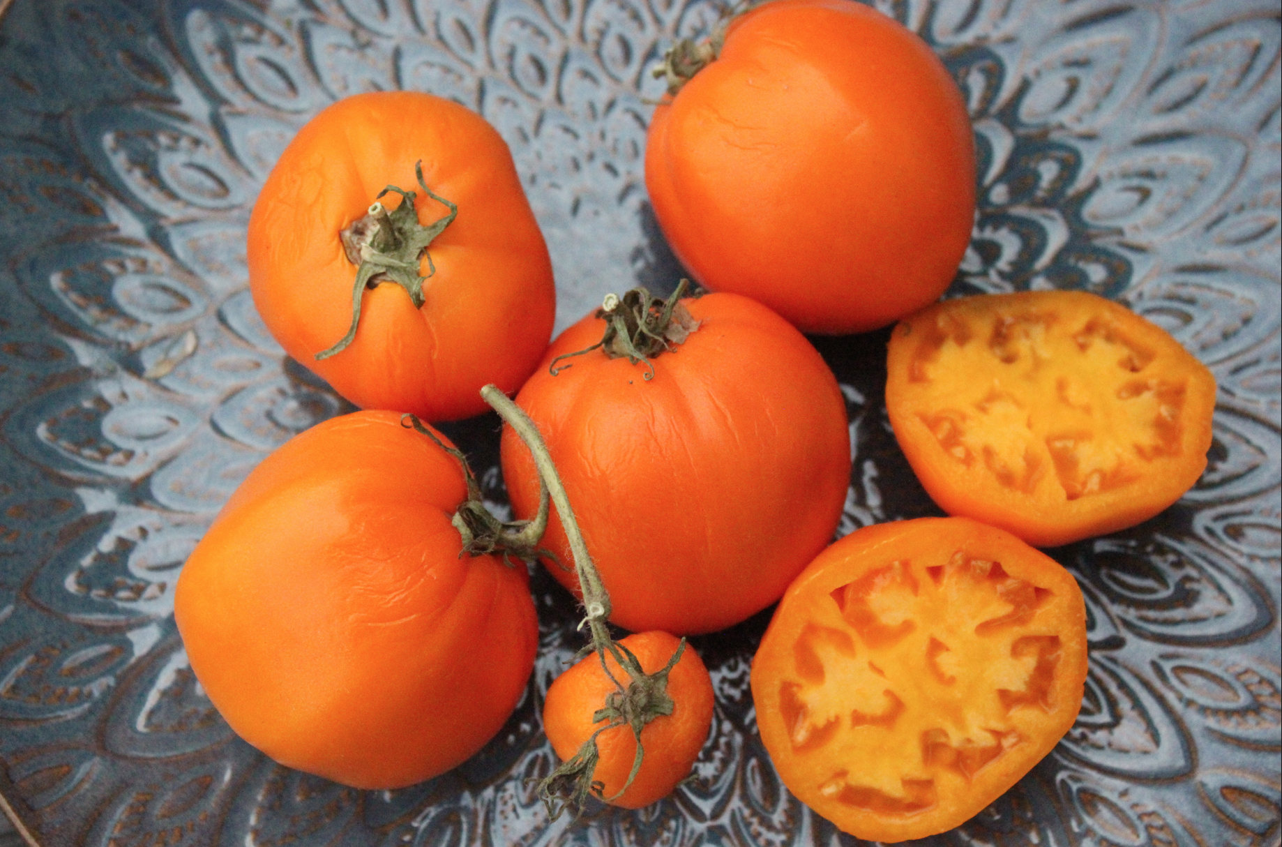 Tomatlista 2019: Gula och orangea tomater