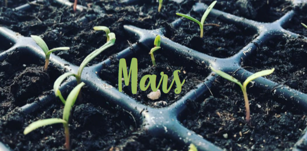 Odlingskalender 2019: Mars