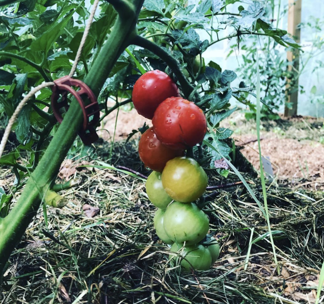 Tomatlista 2019: Röda och rosa tomater