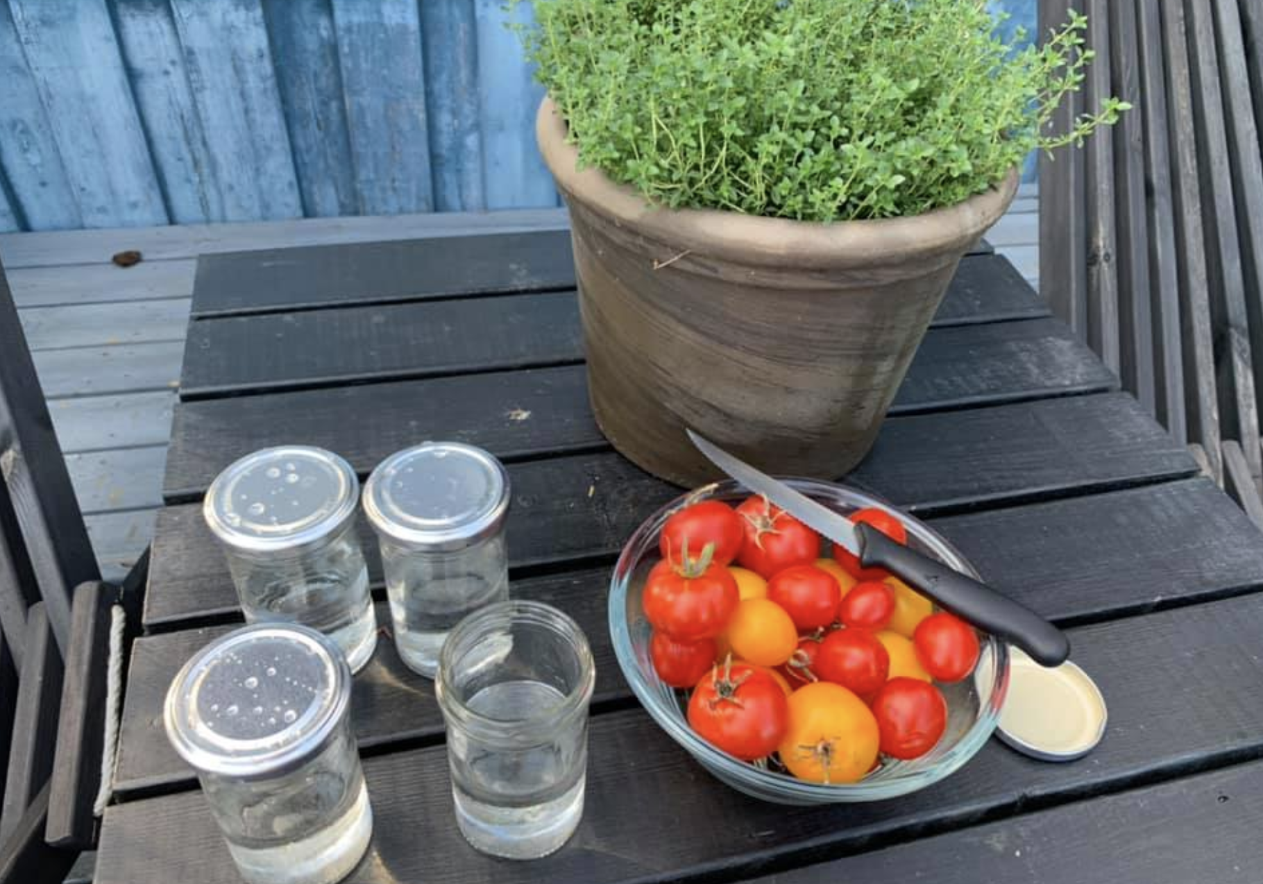 Dags att samla tomatfrön