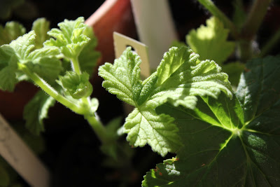 Doftpelargoner!