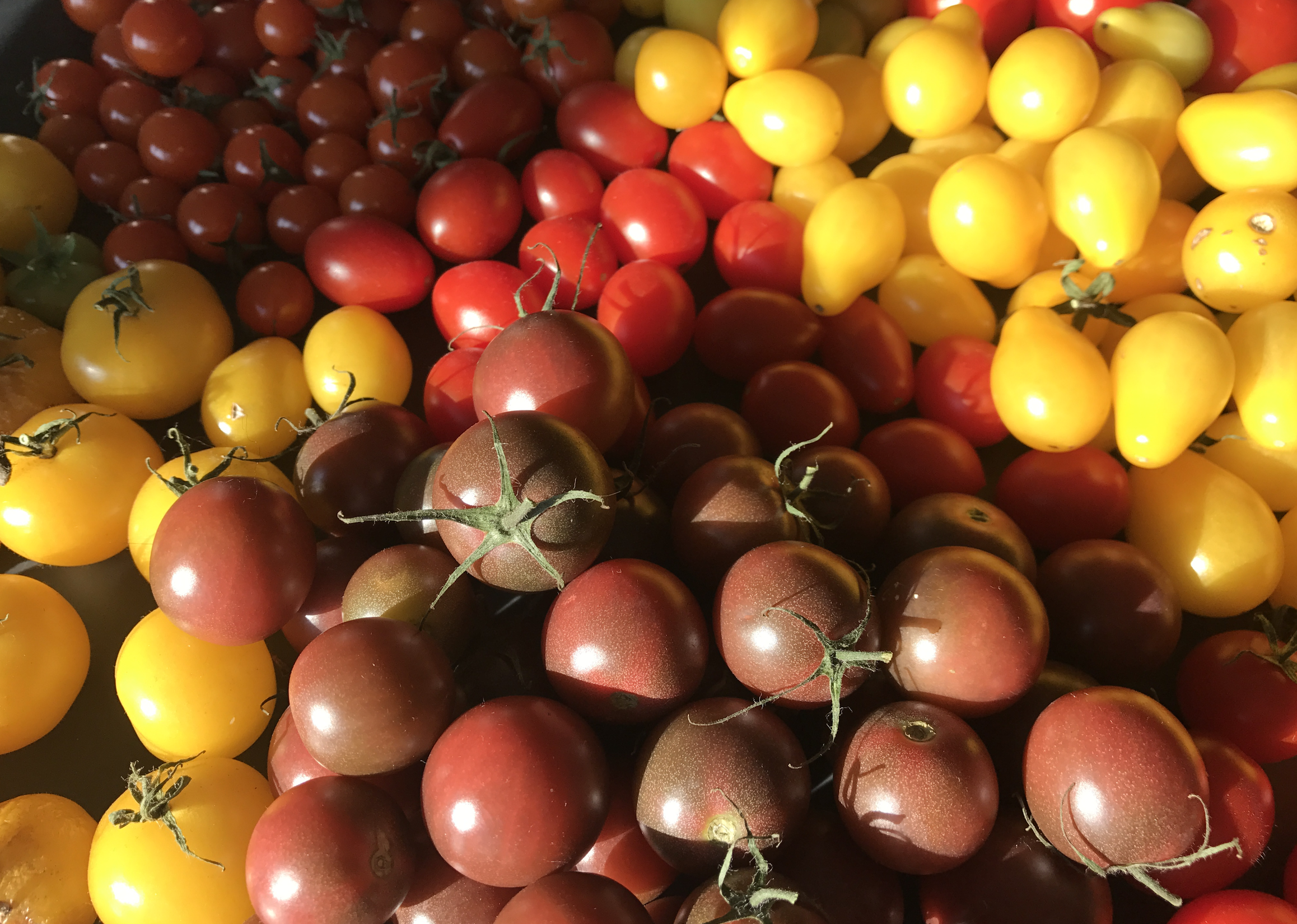 Tomater 2022 – körsbärstomater