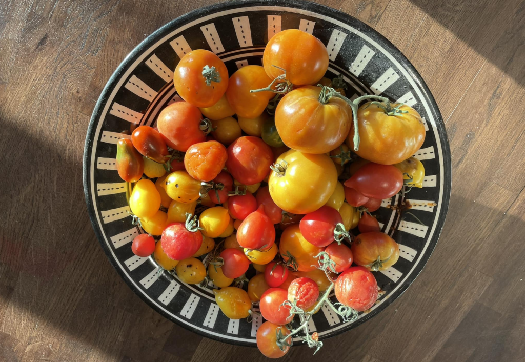 Vintertomater – hållbara tomater