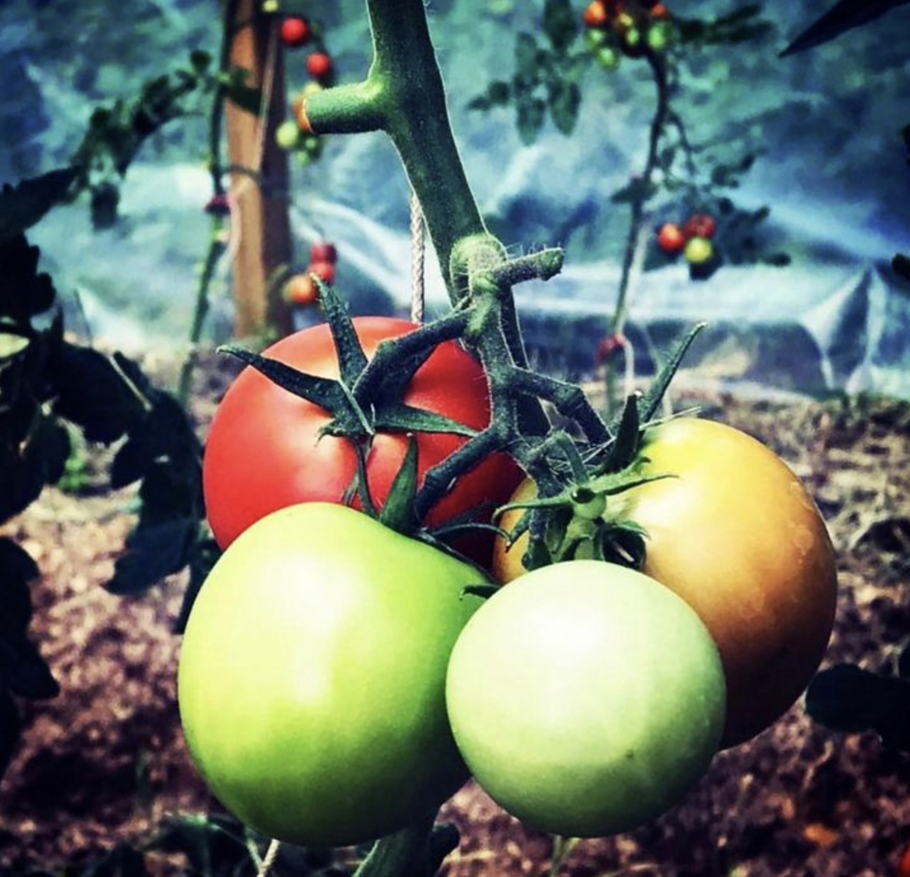 Tomatens dag: Att odla tomater är kärleksfull punk och årets sorter!