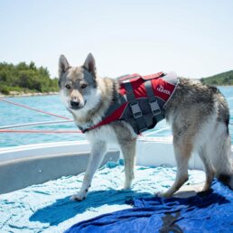 Sicherheitsweste auch für den Hund