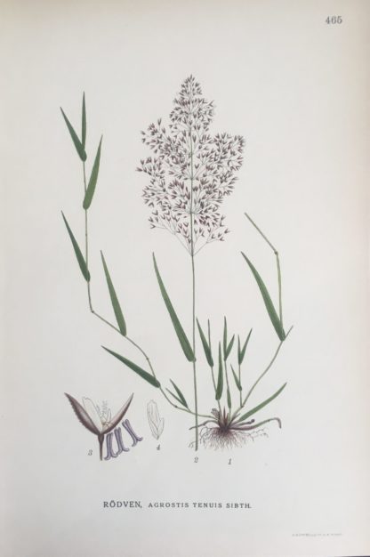 RÖDVEN, Agrostis capillaris Nordens Flora 1922 nr. 465