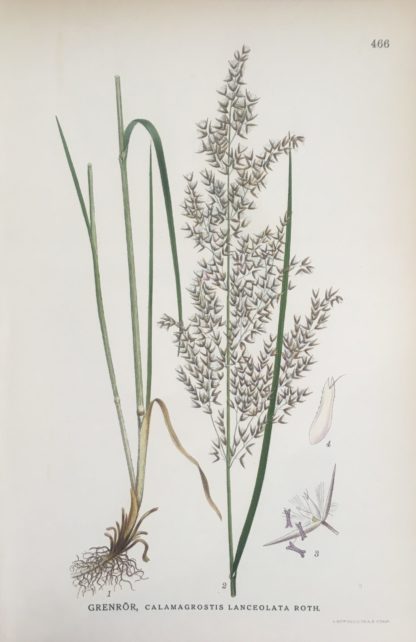 GRENRÖR, Calamagrostis canescens Nordens Flora 1922 nr. 466