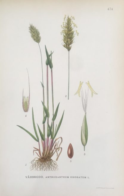VÅRBRODD, Anthoxanthum odoratum Nordens Flora 1922 nr. 474