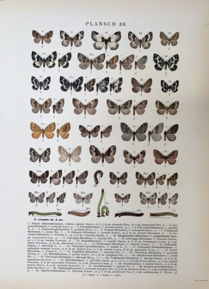 Svenska fjärilar