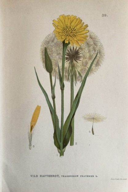 ängshavrerot gul blomma antik botanisk plansch