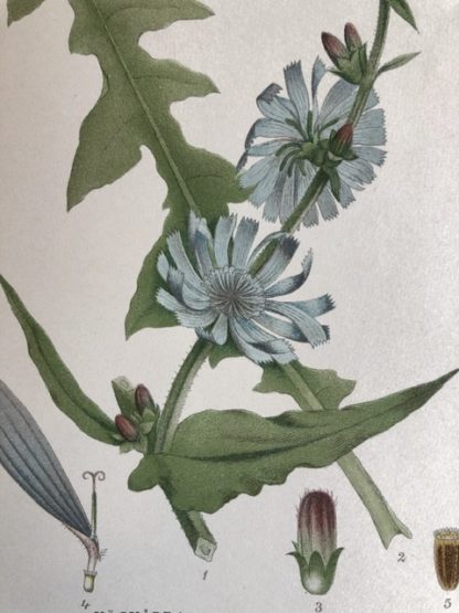cikoria blå blomma antik botanisk plansch
