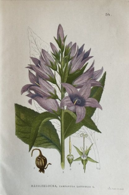 blåklocka botanisk antik plansch