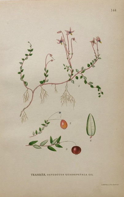 Tranbär Nordens Flora