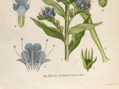 Blåeld Blå blomma Botanisk plansch Nordens Flora