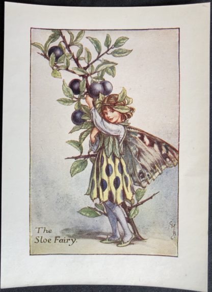 Slånbär The Sloe Fairy Flower Fairies Plansch med älva Blomsterälvor