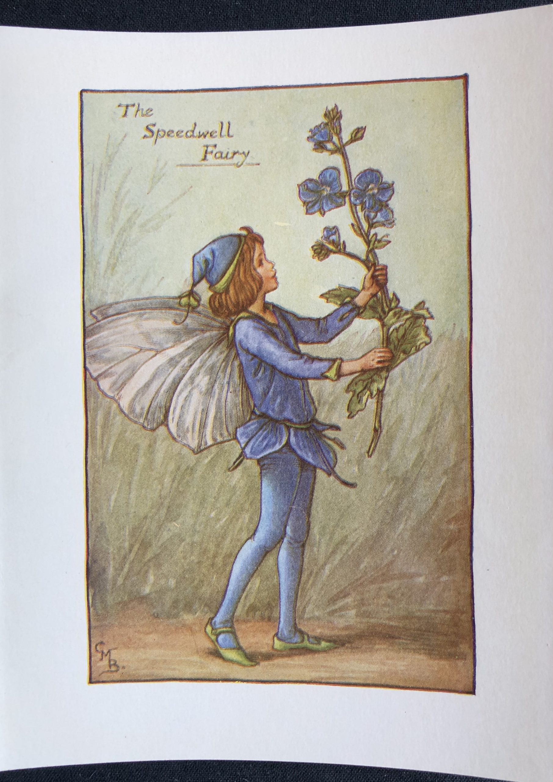 The Speedwell Fairy. En liten engelsk originalplansch ur Flower Fairies