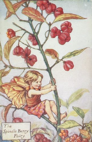 Spindle Berry Fairy Benved Flower Fairies Älva Bär