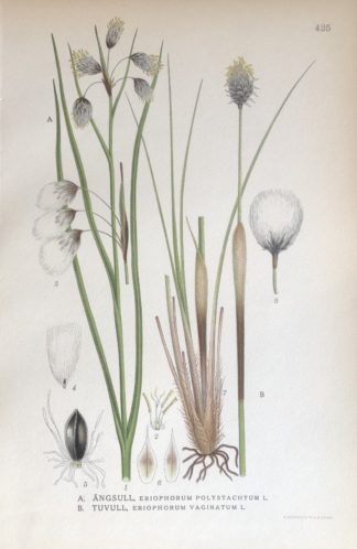 Cottongrass, Ängsull Tuvull Gräs Nordens Flora 1922