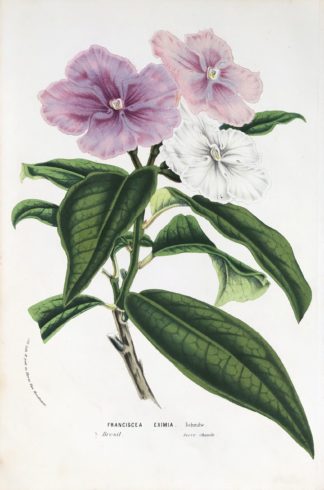 Brunfelsia (Franciscea eximia) Floribunda compacta