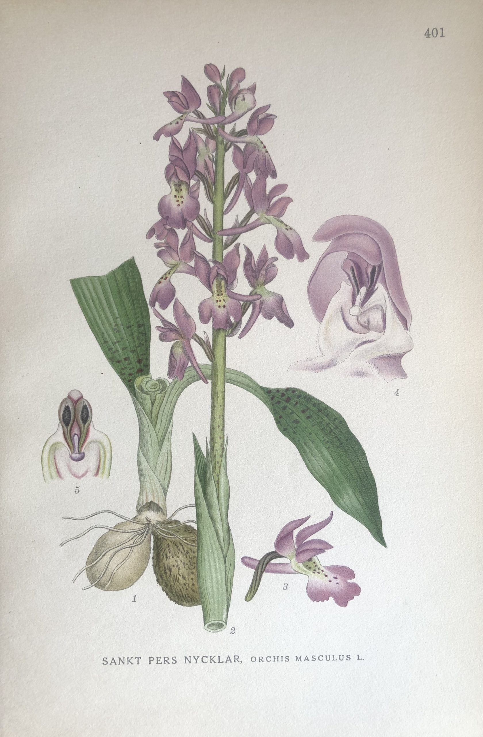 Early purple orchid, SANKT PERS NYCKLAR, Orchis mascula Nordens Flora 1922 nr. 401