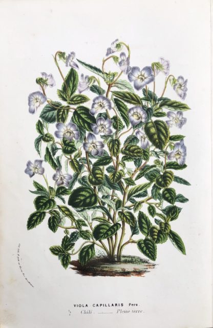 Flore des serres et des jardins de l’Europe: Viola capillaris (Viol)