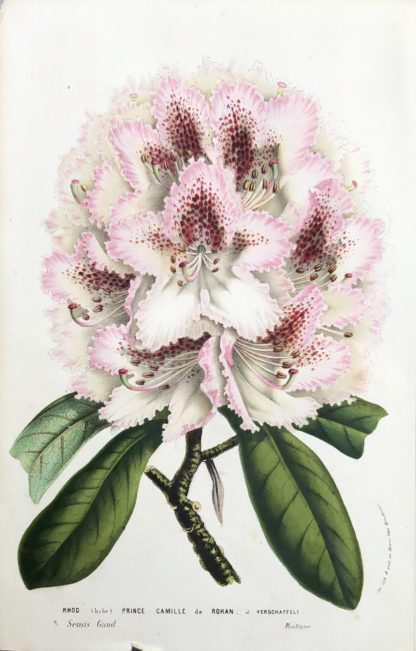 Flore des serres et des jardins de l’Europe: Rhododendron 'Prince Camille de Rohan'